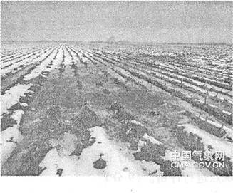 棉花产区生态问题与农业结构转型分析