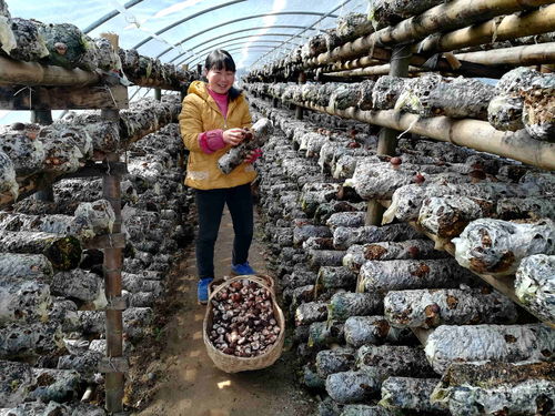 秦岭绿 的佛坪贡献——陕西省佛坪县坚持保护生态环境、践行“两山论”纪实